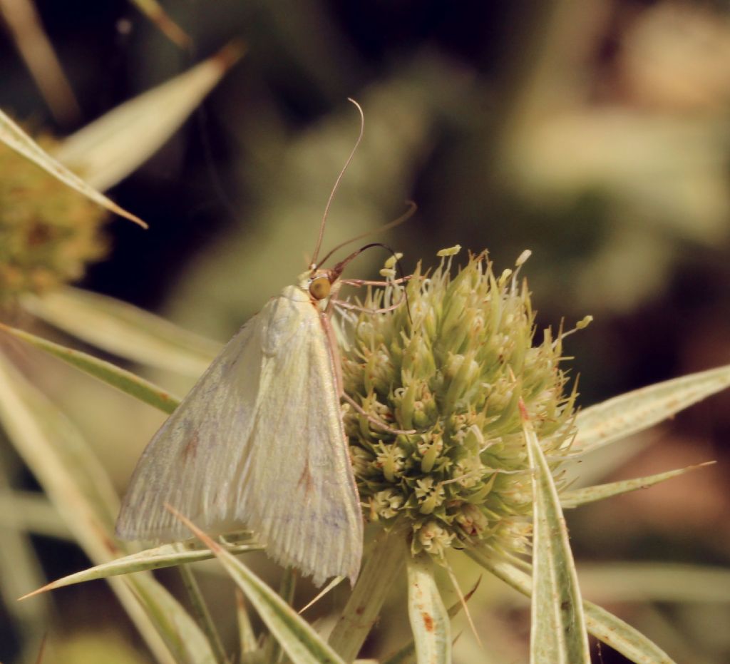 Falena 1 - Sitochroa palealis